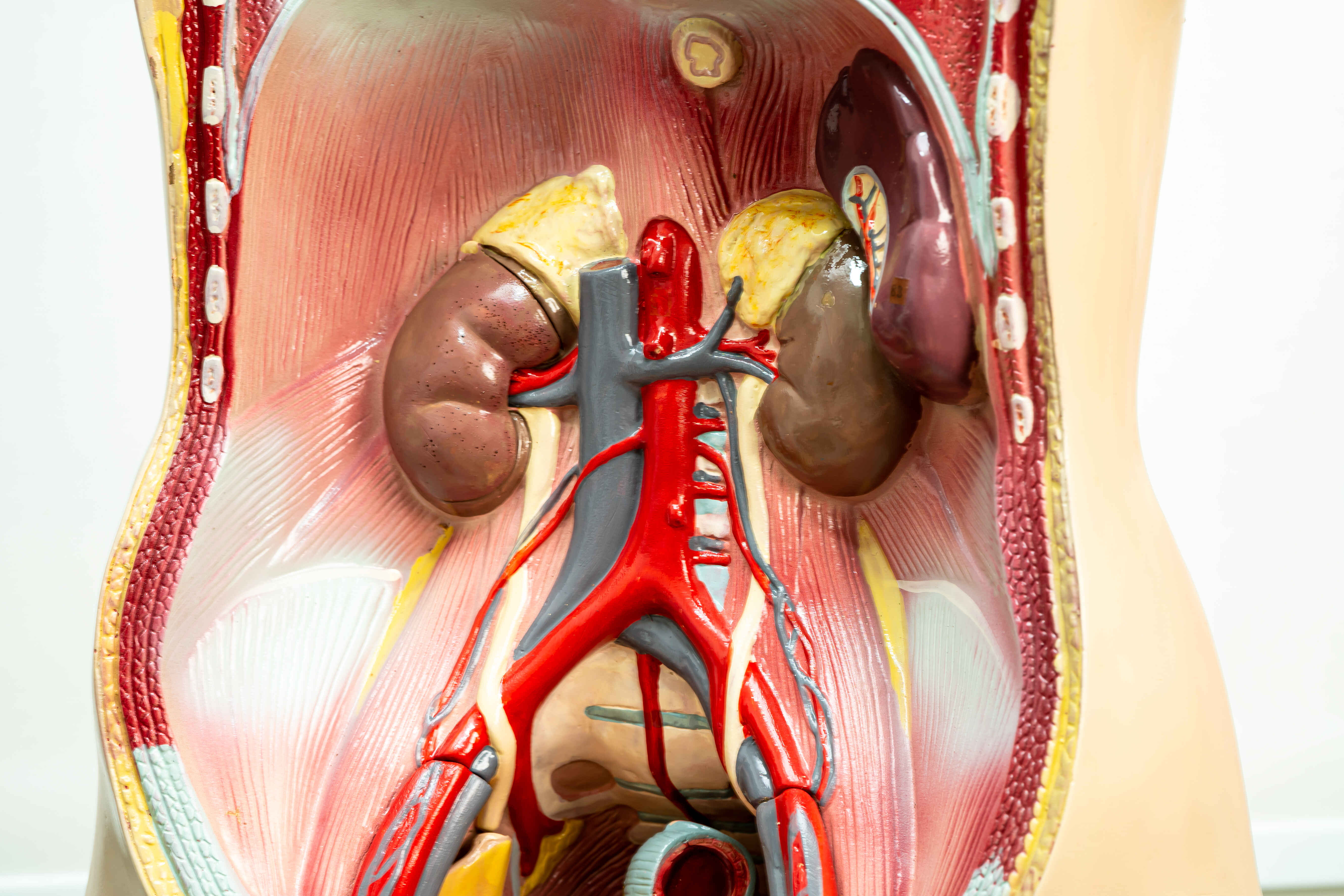 Nephrology